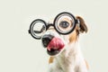 Licking nerd funny dog muzzle in round glasses close up portrait. Smart professor back to school funny pet. Gray