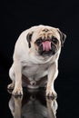 Licking pug isolated on black Royalty Free Stock Photo