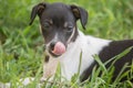 Licking Rat Terrier puppy Royalty Free Stock Photo