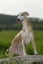 Licking whippet dog