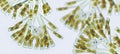 Licmophora sp. algae, marine and freshwater diatom under microscopic view. Genus of benthic, photosynthetic and epiphyte diatom Royalty Free Stock Photo