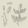 Licorice botanical isolated illustration. Plant, leaves, root, flowers hand drawn set. Vintage outline sketch.