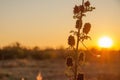 Licorice bristly on the background of the sunset