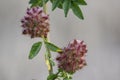 The Licorice Glycyrrhiza glabra