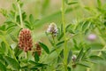 The Licorice Glycyrrhiza glabra. Royalty Free Stock Photo