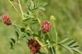 The Licorice Glycyrrhiza glabra.