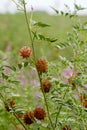 The Licorice Glycyrrhiza glabra. Royalty Free Stock Photo