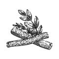 licorice natural aromatic sketch hand drawn vector