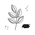 Licorice plant branch vector drawing. Botanical leaves illustration.