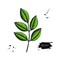 Licorice plant branch vector drawing. Botanical leaves illustration