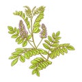 Licorice Plant Colored Detailed Illustration