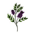 licorice plant herb sketch hand drawn vector