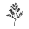 licorice plant herb sketch hand drawn vector