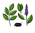 Licorice plant vector drawing set. Botanical branch with flower and leaves.