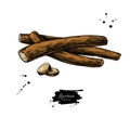 Licorice roots vector drawing. Botanical illustration. Herbal