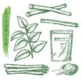 Licorice spice, liquorice root seasonings sketch