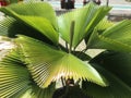 Palm species, The licuala grandis, Royalty Free Stock Photo