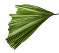 Licuala grandis or Ruffled Fan Palm leaf, Large tropical foliage, Pleated leaf isolated on white background Royalty Free Stock Photo