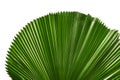 Licuala grandis or Ruffled Fan Palm leaf, Large tropical foliage, Pleated leaf isolated on white background, with clipping path