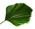 Licuala grandis or Ruffled Fan Palm leaf, Large tropical foliage, Pleated leaf isolated on white background, with clipping path Royalty Free Stock Photo