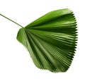 Licuala grandis or Ruffled Fan Palm leaf, Large tropical foliage, Pleated leaf isolated on white background, with clipping path Royalty Free Stock Photo