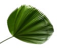 Licuala grandis or Ruffled Fan Palm leaf, Large tropical foliage, Pleated leaf isolated on white background, with clipping path Royalty Free Stock Photo