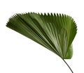 Licuala grandis or Ruffled Fan Palm leaf, Large tropical foliage, Pleated leaf isolated on white background Royalty Free Stock Photo