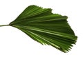 Licuala grandis or Ruffled Fan Palm leaf, Large tropical foliage, Pleated leaf isolated on white background Royalty Free Stock Photo