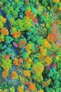 LiDAR GIS aerial map highlighting forested region with terrain elevation canopy height and topographical features