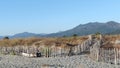 Lido de la marana sand dunes in Corsica coast Royalty Free Stock Photo