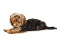 Yorkshire terrier dog lying on white background Royalty Free Stock Photo