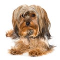 Yorkshire terrier dog lying on white background Royalty Free Stock Photo