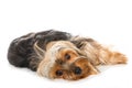 Yorkshire terrier dog lying on white background Royalty Free Stock Photo