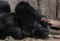 Lieing gorilla