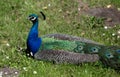 Lieing peacock Royalty Free Stock Photo