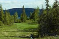 Peatbog and forest landscape in Norway 2009 Royalty Free Stock Photo