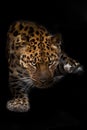 Lies and looks close red cat leopard Royalty Free Stock Photo