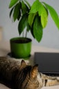 ÃÂ¡at lies on the table next to laptop and flower. The concept of work at home with pets. Portrait of brown cat. Banner of cozy