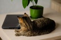 ÃÂ¡at lies on the table next to laptop and flower. The concept of work at home with pets. Portrait of brown cat. Banner of cozy