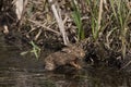 European Brown Hare, lepus europaeus, Leveret crossing Waterhole, Normandy