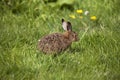 European Brown Hare, lepus europaeus, Leveret standing on Grass, Normandy