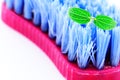 Scrubbing cleaning brush and baby plant Royalty Free Stock Photo