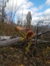 Life amongst the burnt ruins of Gatlinburg Tenn