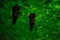 Freshwater aquarium snail, Pomacera ampularia, ampullaria australis, Brotia herculea, Neritina and more