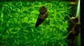 Freshwater aquarium snail, Pomacera ampularia, ampullaria australis, Brotia herculea, Neritina and more