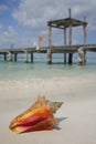 Life is a Beach (Conch)