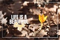 Life is a beautiful Struggle, beautiful life quotes, wording design, banner, yellow flower in early spring