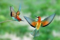 The life of bee-eater (Merops apiaster)