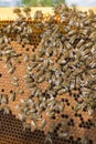 Life of bees. Worker bees. The bees bring honey. Beeswax, apiary. Beekeeper holding frame of honeycomb