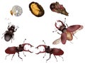 Life of beetle Royalty Free Stock Photo